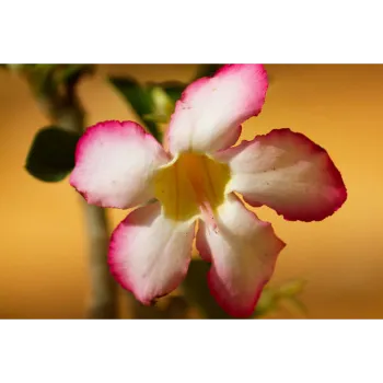 adenium plant (42)-6340452-26408.webp